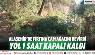Alaşehir’de Fırtına Çam Ağacını Devirdi: Yol 1 Saat Kapalı Kaldı
