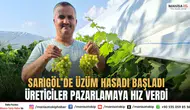 Sarıgöl’de Üzüm Hasadı Başladı Üreticiler Pazarlamaya Hız Verdi