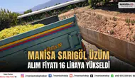 Manisa Sarıgöl Üzüm Alım Fiyatı 16 Liraya Yükseldi