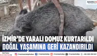 İzmir’de yaralı domuz kurtarıldı Doğal yaşamına geri kazandırıldı