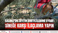 Salihli’de zeytin üreticilerine uyarı: Sineğe karşı ilaçlama yapın