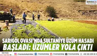 Sarıgöl Ovası’nda Sultaniye üzüm hasadı başladı: Üzümler yola çıktı