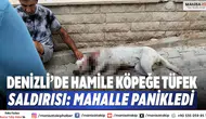 Denizli’de Hamile Köpeğe Tüfek Saldırısı: Mahalle Panikledi