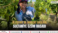 Manisa Alaşehir’de Sultaniye Üzüm Hasadı İlk İhracat Başladı