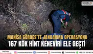 Manisa Gördes’te Jandarma Operasyonu 167 Kök Hint Keneviri Ele Geçti