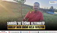Sarıgöl’de Üzüme Alternatif Sarılop İncir Dikimi Hızla Yayılıyor