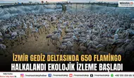 İzmir Gediz Deltasında 650 Flamingo Halkalandı Ekolojik İzleme Başladı