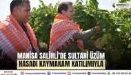 Manisa Salihli’de Sultani Üzüm Hasadı Kaymakam Katılımıyla