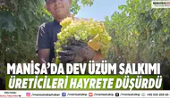 Manisa’da Dev Üzüm Salkımı Üreticileri Hayrete Düşürdü