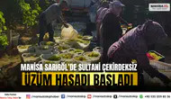 Manisa Sarıgöl’de Sultani Çekirdeksiz Üzüm Hasadı Başladı