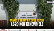 Manisa Soma’da Jandarmadan 1.620 Kök Kenevir Operasyonu