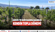 Sarıgöl’de üzüm bağında Dalından kendin topla dönemi