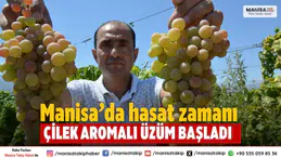 Manisa’da çilek aromalı üzüm Bronx Seedless hasadı başladı