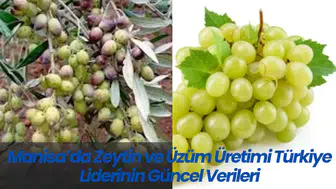 Manisa’da Zeytin ve Üzüm Üretimi Türkiye Liderinin Güncel Verileri