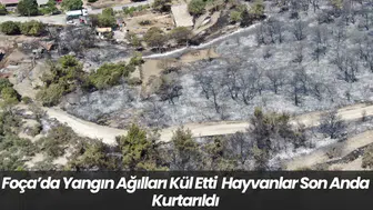 Foça’da Yangın Ağılları Kül Etti Hayvanlar Son Anda Kurtarıldı