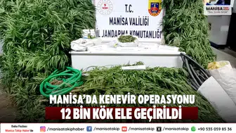 Manisa’da Kenevir Operasyonu 12 Bin Kök Ele Geçirildi