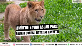 İzmir’de Yavru Aslan Pars Saldırı Sonucu Hayatını Kaybetti