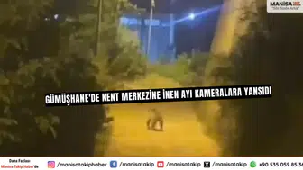 Gümüşhane'de Kent Merkezine İnen Ayı Kameralara Yansıdı