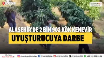 Alaşehir'de 2 Bin 903 Kök Kenevir Uyuşturucuya Darbe