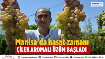 Manisa’da çilek aromalı üzüm Bronx Seedless hasadı başladı