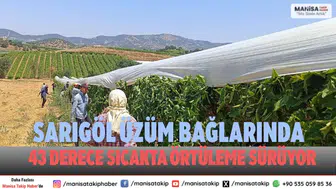 Sarıgöl üzüm Örtüleme İşlemleri Yüzde 90 Tamamlandı