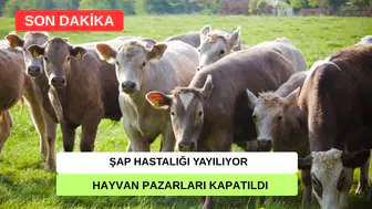 Şap Hastalığı Türkiye'yi Sardı: Tüm Hayvan Pazarları Kapatıldı