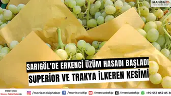 Sarıgöl'de Erkenci Üzüm Hasadı Başladı: Superior ve Trakya İlkeren Kesimi