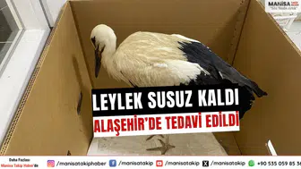 Alaşehir’de Susuz Kalan Leylek Veterinerde Tedavi Edildi