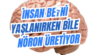 İnsan Beyni Yaşlanırken Bile Nöron Üretiyor