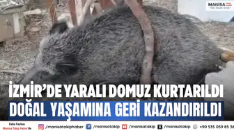 İzmir’de yaralı domuz kurtarıldı Doğal yaşamına geri kazandırıldı