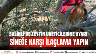Salihli’de zeytin üreticilerine uyarı: Sineğe karşı ilaçlama yapın