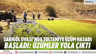 Sarıgöl Ovası’nda Sultaniye üzüm hasadı başladı: Üzümler yola çıktı