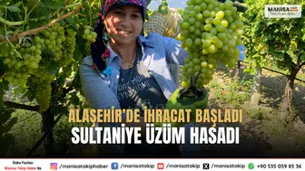 Manisa Alaşehir’de Sultaniye Üzüm Hasadı İlk İhracat Başladı