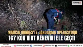 Manisa Gördes’te Jandarma Operasyonu 167 Kök Hint Keneviri Ele Geçti
