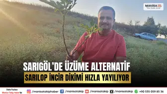 Sarıgöl’de Üzüme Alternatif Sarılop İncir Dikimi Hızla Yayılıyor
