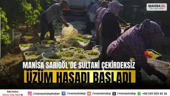 Manisa Sarıgöl’de Sultani Çekirdeksiz Üzüm Hasadı Başladı
