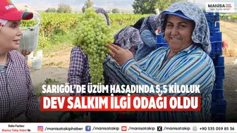 Sarıgöl’de Üzüm Hasadında 5,5 Kiloluk Dev Salkım İlgi Odağı Oldu