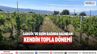 Sarıgöl’de üzüm bağında Dalından kendin topla dönemi