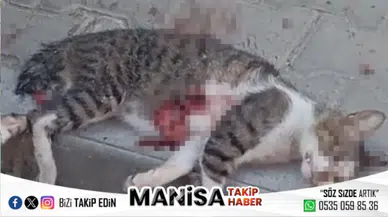 Manisa'da Ev Önüne Pislediği Gerekçesiyle Kediyi Pompalı Tüfekle Vurdu, Serbest Kalması Mahalleliyi Ayağa Kaldırdı