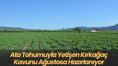 Ata Tohumuyla Yetişen Kırkağaç Kavunu Ağustosa Hazırlanıyor