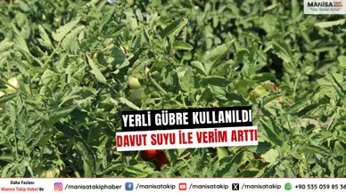 Yerli Gübre ve Davut Suyu İle Verim Arttı