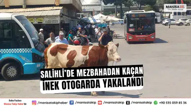 Salihli’de Mezbahadan Kaçan İnek Otogarda Yakalandı