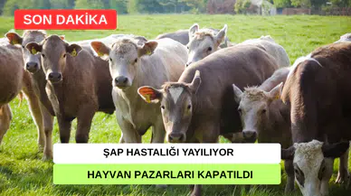 Şap Hastalığı Türkiye'yi Sardı: Tüm Hayvan Pazarları Kapatıldı