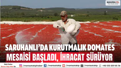 Saruhanlı’da kurutmalık domates mesaisi başladı, ihracat sürüyor