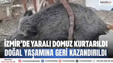 İzmir’de yaralı domuz kurtarıldı Doğal yaşamına geri kazandırıldı
