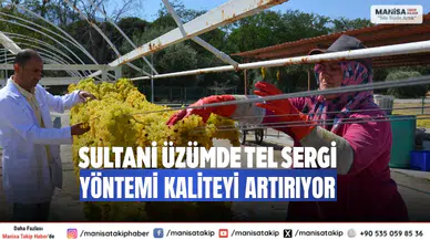 Sultani Üzümde Tel Sergi Yöntemi Kaliteyi Artırıyor