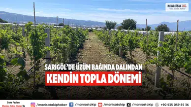 Sarıgöl’de üzüm bağında Dalından kendin topla dönemi