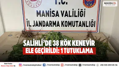 Salihli’de 38 Kök Kenevir Ele Geçirildi: 1 Tutuklama