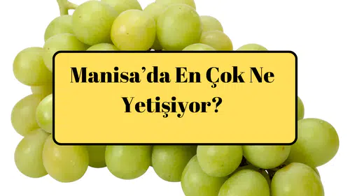 Manisa’da En Çok Ne Yetişiyor?