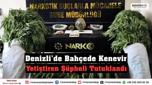 Denizli’de Bahçede Kenevir Yetiştiren Şüpheli Tutuklandı